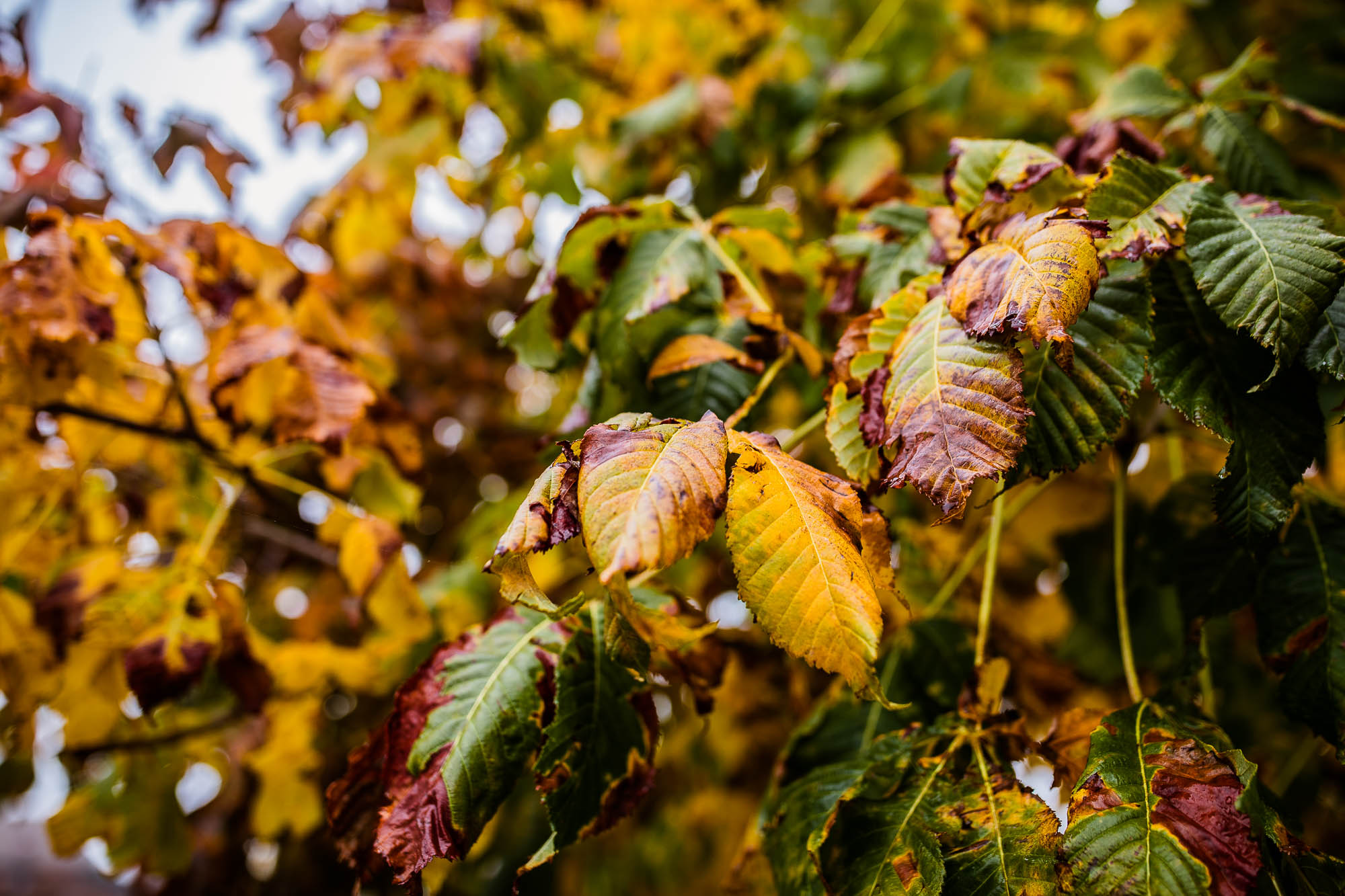 Export x3 1DX29160 Hochzeit 2020 Monika & Sharru